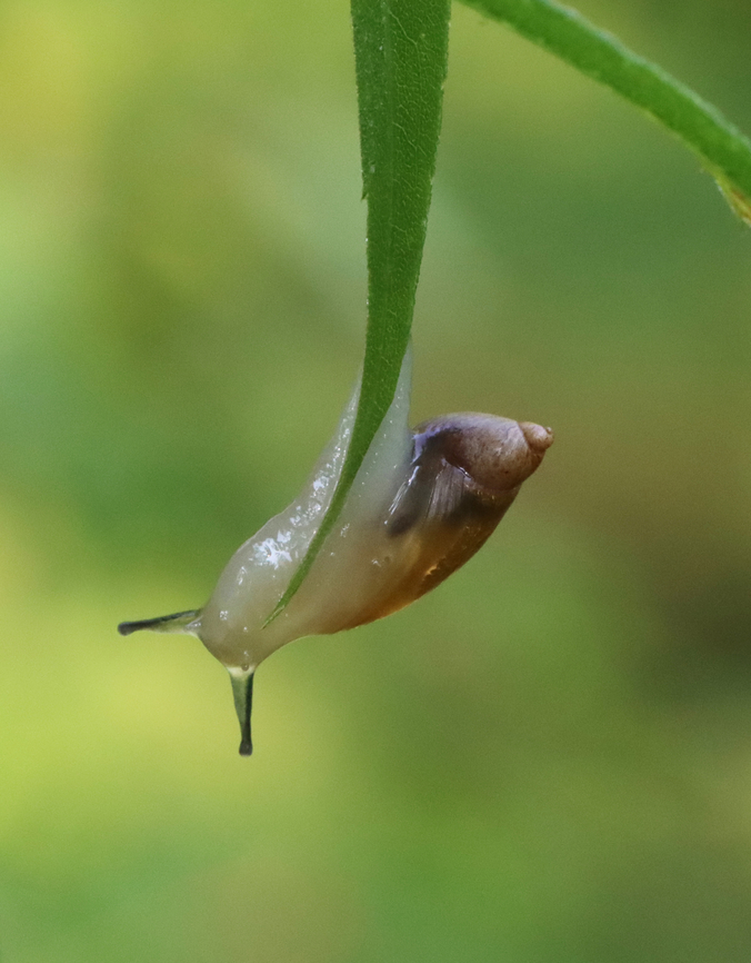 Snail - Succinea sp. I don&#039;t think this snail thought it through...<br />
<br />
Habitat: Field/pasture<br />
<figure class="photo"><a href="https://www.jungledragon.com/image/131290/snail_-_succinea_sp.html" title="Snail - Succinea sp."><img src="https://s3.amazonaws.com/media.jungledragon.com/images/3232/131290_thumb.jpg?AWSAccessKeyId=05GMT0V3GWVNE7GGM1R2&Expires=1759968010&Signature=ehzEHbbuwq7lSg%2BNAnW5Qra0BoY%3D" width="118" height="152" alt="Snail - Succinea sp. I don&#039;t think this snail thought it through...<br />
<br />
Habitat: Field/pasture<br />
https://www.jungledragon.com/image/131289/snail_-_succinea_sp.html Geotagged,Summer,United States,snail,succinea" /></a></figure> Geotagged,Summer,United States