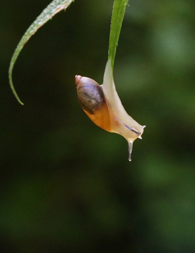 Snail - Succinea sp. I don&#039;t think this snail thought it through...<br />
<br />
Habitat: Field/pasture<br />
<figure class="photo"><a href="https://www.jungledragon.com/image/131289/snail_-_succinea_sp.html" title="Snail - Succinea sp."><img src="https://s3.amazonaws.com/media.jungledragon.com/images/3232/131289_thumb.jpg?AWSAccessKeyId=05GMT0V3GWVNE7GGM1R2&Expires=1759968010&Signature=eoOk%2BKnSmPWru3SWHtZMVk2RYyk%3D" width="120" height="152" alt="Snail - Succinea sp. I don&#039;t think this snail thought it through...<br />
<br />
Habitat: Field/pasture<br />
https://www.jungledragon.com/image/131290/snail_-_succinea_sp.html Geotagged,Summer,United States" /></a></figure> Geotagged,Summer,United States,snail,succinea
