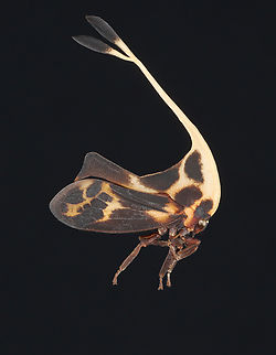 Treehopper -  Gigantorhabdus enderleini *Specimen Geotagged,Gigantorhabdus,Gigantorhabdus enderleini,United States,Winter,treehopper