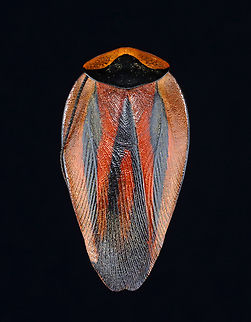 Cockroach - Paratropes metae *Specimen Geotagged,Paratropes,Paratropes metae,United States,Winter,cockroach