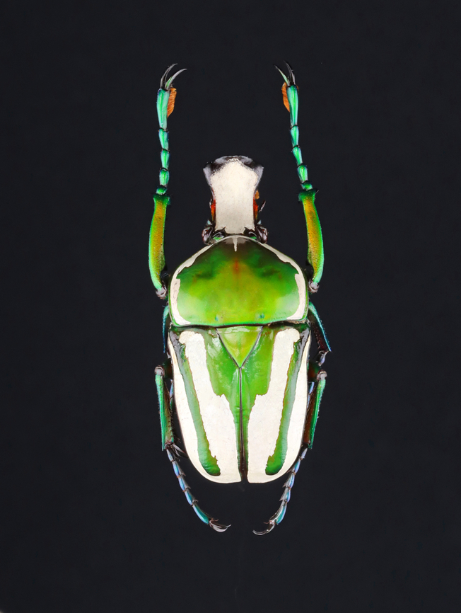 Regal Fruit Chafer - Rhamphorrhina splendens *Specimen<br />
<figure class="photo"><a href="https://www.jungledragon.com/image/131302/regal_fruit_chafer_-_rhamphorrhina_splendens.html" title="Regal Fruit Chafer - Rhamphorrhina splendens"><img src="https://s3.amazonaws.com/media.jungledragon.com/images/3232/131302_thumb.jpg?AWSAccessKeyId=05GMT0V3GWVNE7GGM1R2&Expires=1769040010&Signature=EkFlV%2BhQYSVo4YJPn4k6nL569nQ%3D" width="200" height="164" alt="Regal Fruit Chafer - Rhamphorrhina splendens Look at its fuzzy feet!<br />
<br />
*Specimen<br />
https://www.jungledragon.com/image/131300/regal_fruit_chafer_-_rhamphorrhina_splendens.html Geotagged,Regal Fruit Chafer,Rhamphorrhina splendens,United States,Winter" /></a></figure> Geotagged,Rhamphorrhina,Rhamphorrhina splendens,United States,Winter,beetle,chafer