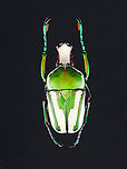Regal Fruit Chafer - Rhamphorrhina splendens *Specimen<br />
https://www.jungledragon.com/image/131302/regal_fruit_chafer_-_rhamphorrhina_splendens.html Geotagged,Rhamphorrhina,Rhamphorrhina splendens,United States,Winter,beetle,chafer