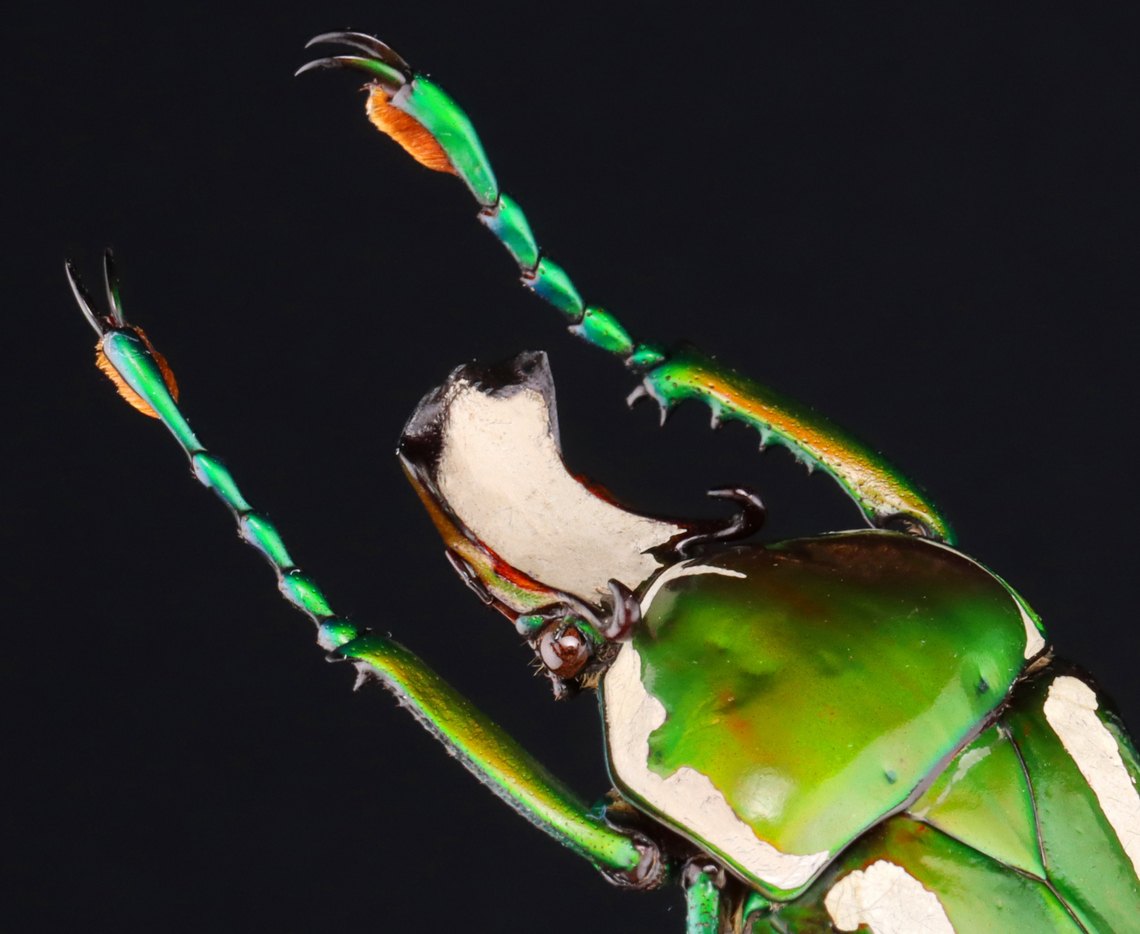 Regal Fruit Chafer - Rhamphorrhina splendens Look at its fuzzy feet!<br />
<br />
*Specimen<br />
<figure class="photo"><a href="https://www.jungledragon.com/image/131300/regal_fruit_chafer_-_rhamphorrhina_splendens.html" title="Regal Fruit Chafer - Rhamphorrhina splendens"><img src="https://s3.amazonaws.com/media.jungledragon.com/images/3232/131300_thumb.jpg?AWSAccessKeyId=05GMT0V3GWVNE7GGM1R2&Expires=1759968010&Signature=bkWuJv9RX8qiaCfIbgbpQiWjVLo%3D" width="116" height="152" alt="Regal Fruit Chafer - Rhamphorrhina splendens *Specimen<br />
https://www.jungledragon.com/image/131302/regal_fruit_chafer_-_rhamphorrhina_splendens.html Geotagged,Rhamphorrhina,Rhamphorrhina splendens,United States,Winter,beetle,chafer" /></a></figure> Geotagged,Regal Fruit Chafer,Rhamphorrhina splendens,United States,Winter