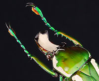 Regal Fruit Chafer - Rhamphorrhina splendens Look at its fuzzy feet!<br />
<br />
*Specimen<br />
https://www.jungledragon.com/image/131300/regal_fruit_chafer_-_rhamphorrhina_splendens.html Geotagged,Regal Fruit Chafer,Rhamphorrhina splendens,United States,Winter