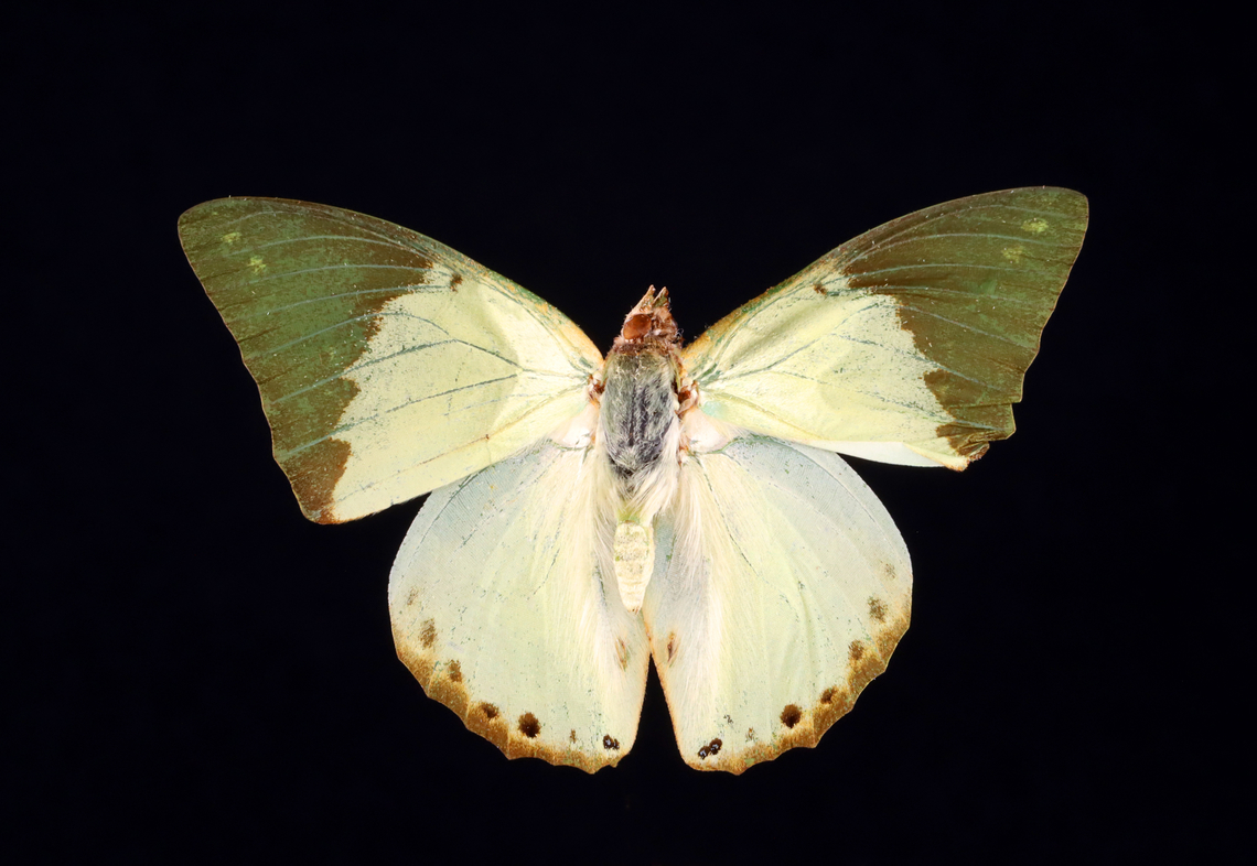 Common Green Charaxes - Charaxes eupale The underside is a gorgeous green color, but I forgot to get a shot of it.<br />
<br />
*Specimen Charaxes,Charaxes eupale,Geotagged,United States,Winter,butterfly