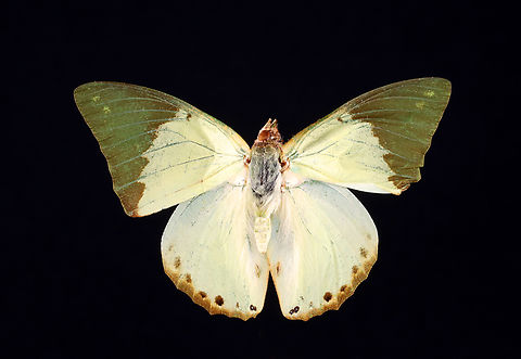 Common Green Charaxes - Charaxes eupale The underside is a gorgeous green color, but I forgot to get a shot of it.

*Specimen Charaxes,Charaxes eupale,Geotagged,United States,Winter,butterfly