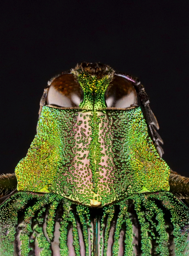 Jewel Beetle - Catoxantha opulenta TL: ~60 mm<br />
<br />
*Specimen<br />
<figure class="photo"><a href="https://www.jungledragon.com/image/131396/jewel_beetle_-_catoxantha_opulenta.html" title="Jewel Beetle - Catoxantha opulenta"><img src="https://s3.amazonaws.com/media.jungledragon.com/images/3232/131396_thumb.jpg?AWSAccessKeyId=05GMT0V3GWVNE7GGM1R2&Expires=1769040010&Signature=sMm6mqeEWm1sROc4ZAZOCHHaFho%3D" width="112" height="152" alt="Jewel Beetle - Catoxantha opulenta TL: ~60 mm<br />
<br />
*Specimen<br />
https://www.jungledragon.com/image/131396/jewel_beetle_-_catoxantha_opulenta.html<br />
https://www.jungledragon.com/image/131398/jewel_beetle_-_catoxantha_opulenta.html<br />
https://www.jungledragon.com/image/131397/jewel_beetle_-_catoxantha_opulenta.html Catoxantha opulenta,Geotagged,United States,Winter" /></a></figure><br />
<figure class="photo"><a href="https://www.jungledragon.com/image/131398/jewel_beetle_-_catoxantha_opulenta.html" title="Jewel Beetle -  Catoxantha opulenta"><img src="https://s3.amazonaws.com/media.jungledragon.com/images/3232/131398_thumb.jpg?AWSAccessKeyId=05GMT0V3GWVNE7GGM1R2&Expires=1769040010&Signature=u0EpgscguGdlhq2vKlPFoXW13x0%3D" width="112" height="152" alt="Jewel Beetle -  Catoxantha opulenta TL: ~60 mm<br />
<br />
*Specimen<br />
https://www.jungledragon.com/image/131396/jewel_beetle_-_catoxantha_opulenta.html<br />
https://www.jungledragon.com/image/131398/jewel_beetle_-_catoxantha_opulenta.html<br />
https://www.jungledragon.com/image/131397/jewel_beetle_-_catoxantha_opulenta.html Catoxantha,Catoxantha opulenta,Geotagged,United States,Winter,beetle,buprestidae,jewel beetle" /></a></figure><br />
<figure class="photo"><a href="https://www.jungledragon.com/image/131397/jewel_beetle_-_catoxantha_opulenta.html" title="Jewel Beetle - Catoxantha opulenta"><img src="https://s3.amazonaws.com/media.jungledragon.com/images/3232/131397_thumb.jpg?AWSAccessKeyId=05GMT0V3GWVNE7GGM1R2&Expires=1769040010&Signature=XKuBvYV8dautvIyxKXHNIKAnU4A%3D" width="138" height="152" alt="Jewel Beetle - Catoxantha opulenta TL: ~60 mm<br />
<br />
*Specimen<br />
https://www.jungledragon.com/image/131396/jewel_beetle_-_catoxantha_opulenta.html<br />
https://www.jungledragon.com/image/131398/jewel_beetle_-_catoxantha_opulenta.html<br />
https://www.jungledragon.com/image/131397/jewel_beetle_-_catoxantha_opulenta.html Catoxantha opulenta,Geotagged,United States,Winter" /></a></figure> Catoxantha opulenta,Geotagged,United States,Winter