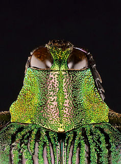 Jewel Beetle - Catoxantha opulenta TL: ~60 mm

*Specimen
https://www.jungledragon.com/image/131396/jewel_beetle_-_catoxantha_opulenta.html
https://www.jungledragon.com/image/131398/jewel_beetle_-_catoxantha_opulenta.html
https://www.jungledragon.com/image/131397/jewel_beetle_-_catoxantha_opulenta.html Catoxantha opulenta,Geotagged,United States,Winter