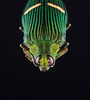 Jewel Beetle - Catoxantha opulenta TL: ~60 mm

*Specimen
https://www.jungledragon.com/image/131396/jewel_beetle_-_catoxantha_opulenta.html
https://www.jungledragon.com/image/131398/jewel_beetle_-_catoxantha_opulenta.html
https://www.jungledragon.com/image/131397/jewel_beetle_-_catoxantha_opulenta.html Catoxantha opulenta,Geotagged,United States,Winter