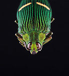 Jewel Beetle - Catoxantha opulenta TL: ~60 mm<br />
<br />
*Specimen<br />
https://www.jungledragon.com/image/131396/jewel_beetle_-_catoxantha_opulenta.html<br />
https://www.jungledragon.com/image/131398/jewel_beetle_-_catoxantha_opulenta.html<br />
https://www.jungledragon.com/image/131397/jewel_beetle_-_catoxantha_opulenta.html Catoxantha opulenta,Geotagged,United States,Winter