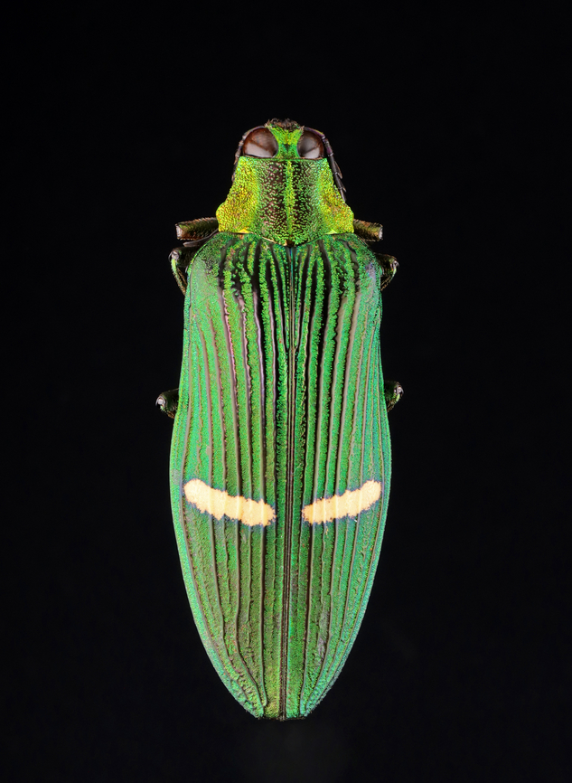 Jewel Beetle -  Catoxantha opulenta TL: ~60 mm<br />
<br />
*Specimen<br />
<figure class="photo"><a href="https://www.jungledragon.com/image/131396/jewel_beetle_-_catoxantha_opulenta.html" title="Jewel Beetle - Catoxantha opulenta"><img src="https://s3.amazonaws.com/media.jungledragon.com/images/3232/131396_thumb.jpg?AWSAccessKeyId=05GMT0V3GWVNE7GGM1R2&Expires=1759968010&Signature=RuvyYRrgr9ZpyXKf1Zo%2BoAu7w%2BY%3D" width="112" height="152" alt="Jewel Beetle - Catoxantha opulenta TL: ~60 mm<br />
<br />
*Specimen<br />
https://www.jungledragon.com/image/131396/jewel_beetle_-_catoxantha_opulenta.html<br />
https://www.jungledragon.com/image/131398/jewel_beetle_-_catoxantha_opulenta.html<br />
https://www.jungledragon.com/image/131397/jewel_beetle_-_catoxantha_opulenta.html Catoxantha opulenta,Geotagged,United States,Winter" /></a></figure><br />
<figure class="photo"><a href="https://www.jungledragon.com/image/131398/jewel_beetle_-_catoxantha_opulenta.html" title="Jewel Beetle -  Catoxantha opulenta"><img src="https://s3.amazonaws.com/media.jungledragon.com/images/3232/131398_thumb.jpg?AWSAccessKeyId=05GMT0V3GWVNE7GGM1R2&Expires=1759968010&Signature=354Rfk%2B5d%2BEHU2lgJcJ4OTpwHDE%3D" width="112" height="152" alt="Jewel Beetle -  Catoxantha opulenta TL: ~60 mm<br />
<br />
*Specimen<br />
https://www.jungledragon.com/image/131396/jewel_beetle_-_catoxantha_opulenta.html<br />
https://www.jungledragon.com/image/131398/jewel_beetle_-_catoxantha_opulenta.html<br />
https://www.jungledragon.com/image/131397/jewel_beetle_-_catoxantha_opulenta.html Catoxantha,Catoxantha opulenta,Geotagged,United States,Winter,beetle,buprestidae,jewel beetle" /></a></figure><br />
<figure class="photo"><a href="https://www.jungledragon.com/image/131397/jewel_beetle_-_catoxantha_opulenta.html" title="Jewel Beetle - Catoxantha opulenta"><img src="https://s3.amazonaws.com/media.jungledragon.com/images/3232/131397_thumb.jpg?AWSAccessKeyId=05GMT0V3GWVNE7GGM1R2&Expires=1759968010&Signature=Ca96zeiWhM63kgd8bp9VLeU1I0Q%3D" width="138" height="152" alt="Jewel Beetle - Catoxantha opulenta TL: ~60 mm<br />
<br />
*Specimen<br />
https://www.jungledragon.com/image/131396/jewel_beetle_-_catoxantha_opulenta.html<br />
https://www.jungledragon.com/image/131398/jewel_beetle_-_catoxantha_opulenta.html<br />
https://www.jungledragon.com/image/131397/jewel_beetle_-_catoxantha_opulenta.html Catoxantha opulenta,Geotagged,United States,Winter" /></a></figure> Catoxantha,Catoxantha opulenta,Geotagged,United States,Winter,beetle,buprestidae,jewel beetle