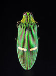 Jewel Beetle - Catoxantha opulenta TL: ~60 mm<br />
<br />
*Specimen<br />
https://www.jungledragon.com/image/131396/jewel_beetle_-_catoxantha_opulenta.html<br />
https://www.jungledragon.com/image/131398/jewel_beetle_-_catoxantha_opulenta.html<br />
https://www.jungledragon.com/image/131397/jewel_beetle_-_catoxantha_opulenta.html Catoxantha,Catoxantha opulenta,Geotagged,United States,Winter,beetle,buprestidae,jewel beetle