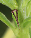 Two-striped Planthopper - Acanalonia bivittata Habitat: Meadow<br />
https://www.jungledragon.com/image/131477/two-striped_planthopper_-_acanalonia_bivittata.html<br />
https://www.jungledragon.com/image/131484/two-striped_planthopper_-_acanalonia_bivittata.html<br />
https://www.jungledragon.com/image/131478/two-striped_planthopper_-_acanalonia_bivittata.html Acanalonia bivittata,Geotagged,Summer,Two-striped Planthopper,United States