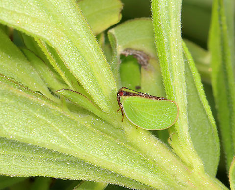 Two-striped Planthopper - Acanalonia bivittata Habitat: Meadow
https://www.jungledragon.com/image/131477/two-striped_planthopper_-_acanalonia_bivittata.html
https://www.jungledragon.com/image/131484/two-striped_planthopper_-_acanalonia_bivittata.html
https://www.jungledragon.com/image/131478/two-striped_planthopper_-_acanalonia_bivittata.html Acanalonia,Acanalonia bivittata,Geotagged,Summer,Two-striped Planthopper,United States,leafhopper,treehopper
