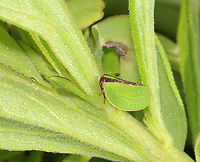 Two-striped Planthopper - Acanalonia bivittata Habitat: Meadow<br />
https://www.jungledragon.com/image/131477/two-striped_planthopper_-_acanalonia_bivittata.html<br />
https://www.jungledragon.com/image/131484/two-striped_planthopper_-_acanalonia_bivittata.html<br />
https://www.jungledragon.com/image/131478/two-striped_planthopper_-_acanalonia_bivittata.html Acanalonia,Acanalonia bivittata,Geotagged,Summer,Two-striped Planthopper,United States,leafhopper,treehopper