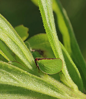 Two-striped Planthopper - Acanalonia bivittata Habitat: Meadow
https://www.jungledragon.com/image/131477/two-striped_planthopper_-_acanalonia_bivittata.html
https://www.jungledragon.com/image/131484/two-striped_planthopper_-_acanalonia_bivittata.html
https://www.jungledragon.com/image/131478/two-striped_planthopper_-_acanalonia_bivittata.html Acanalonia bivittata,Geotagged,Summer,Two-striped Planthopper,United States