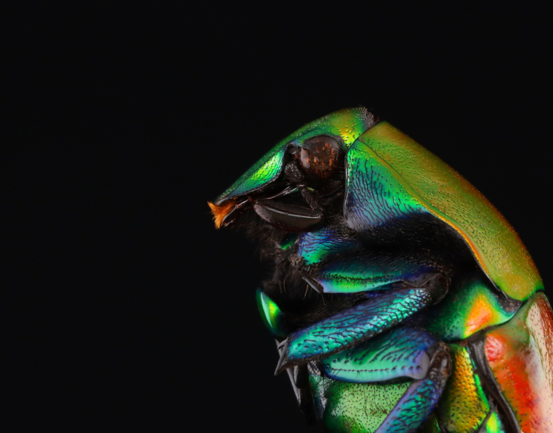 Beetle - Torynorrhina flammea <figure class="photo"><a href="https://www.jungledragon.com/image/131485/beetle_-_torynorrhina_flammea.html" title="Beetle - Torynorrhina flammea"><img src="https://s3.amazonaws.com/media.jungledragon.com/images/3232/131485_thumb.jpg?AWSAccessKeyId=05GMT0V3GWVNE7GGM1R2&Expires=1769040010&Signature=WXCGcUlWEBe6TQjBN6u7f0zZY7c%3D" width="200" height="158" alt="Beetle - Torynorrhina flammea https://www.jungledragon.com/image/131485/beetle_-_torynorrhina_flammea.html<br />
<br />
This is a reshoot for these photos:<br />
https://www.jungledragon.com/image/130613/beetle_-_torynorrhina_flammea.html<br />
https://www.jungledragon.com/image/130612/beetle_-_torynorrhina_flammea.html<br />
<br />
I changed 2 variables: the ISO (from 1600 to 100/800) and my diffuser. Everything else is the same (lighting, background, f-stop, and shutter speed). I&#039;m not sure which ones I like better.<br />
<br />
*Specimen<br />
<br />
 Geotagged,Torynorrhina flammea,United States,Winter" /></a></figure><br />
<br />
This is a reshoot for these photos:<br />
<figure class="photo"><a href="https://www.jungledragon.com/image/130613/beetle_-_torynorrhina_flammea.html" title="Beetle - Torynorrhina flammea"><img src="https://s3.amazonaws.com/media.jungledragon.com/images/3232/130613_thumb.jpg?AWSAccessKeyId=05GMT0V3GWVNE7GGM1R2&Expires=1769040010&Signature=ruG4%2FmJpZP0cRjZZEcgM8nsMRlo%3D" width="120" height="152" alt="Beetle - Torynorrhina flammea *specimen<br />
<br />
This species can be red, blue, or green<br />
https://www.jungledragon.com/image/130613/beetle_-_torynorrhina_flammea.html<br />
https://www.jungledragon.com/image/130612/beetle_-_torynorrhina_flammea.html<br />
https://www.jungledragon.com/image/130611/beetle_-_torynorrhina_flammea.html Geotagged,Torynorrhina,Torynorrhina flammea,United States,Winter,beetle" /></a></figure><br />
<figure class="photo"><a href="https://www.jungledragon.com/image/130612/beetle_-_torynorrhina_flammea.html" title="Beetle - Torynorrhina flammea"><img src="https://s3.amazonaws.com/media.jungledragon.com/images/3232/130612_thumb.jpg?AWSAccessKeyId=05GMT0V3GWVNE7GGM1R2&Expires=1769040010&Signature=M3bjWVTFgHOb6bV3qlFHeo%2F2r6E%3D" width="126" height="152" alt="Beetle - Torynorrhina flammea *specimen<br />
<br />
This species can be red, blue, or green<br />
https://www.jungledragon.com/image/130613/beetle_-_torynorrhina_flammea.html<br />
https://www.jungledragon.com/image/130612/beetle_-_torynorrhina_flammea.html<br />
https://www.jungledragon.com/image/130611/beetle_-_torynorrhina_flammea.html Geotagged,Torynorrhina flammea,United States,Winter" /></a></figure><br />
<br />
I changed 2 variables: the ISO (from 1600 to 100/800) and my diffuser. Everything else is the same (lighting, background, f-stop, and shutter speed). I&#039;m not sure which ones I like better.<br />
<br />
*Specimen<br />
<br />
 Geotagged,Torynorrhina flammea,United States,Winter