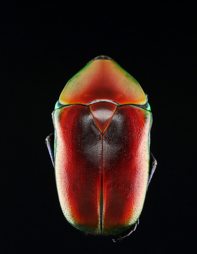 Beetle - Torynorrhina flammea <figure class="photo"><a href="https://www.jungledragon.com/image/131485/beetle_-_torynorrhina_flammea.html" title="Beetle - Torynorrhina flammea"><img src="https://s3.amazonaws.com/media.jungledragon.com/images/3232/131485_thumb.jpg?AWSAccessKeyId=05GMT0V3GWVNE7GGM1R2&Expires=1759968010&Signature=cRZ2ZPNNHWHCSvMzFq2Pa5eJXiA%3D" width="200" height="158" alt="Beetle - Torynorrhina flammea https://www.jungledragon.com/image/131485/beetle_-_torynorrhina_flammea.html<br />
<br />
This is a reshoot for these photos:<br />
https://www.jungledragon.com/image/130613/beetle_-_torynorrhina_flammea.html<br />
https://www.jungledragon.com/image/130612/beetle_-_torynorrhina_flammea.html<br />
<br />
I changed 2 variables: the ISO (from 1600 to 100/800) and my diffuser. Everything else is the same (lighting, background, f-stop, and shutter speed). I&#039;m not sure which ones I like better.<br />
<br />
*Specimen<br />
<br />
 Geotagged,Torynorrhina flammea,United States,Winter" /></a></figure><br />
<br />
This is a reshoot for these photos:<br />
<figure class="photo"><a href="https://www.jungledragon.com/image/130613/beetle_-_torynorrhina_flammea.html" title="Beetle - Torynorrhina flammea"><img src="https://s3.amazonaws.com/media.jungledragon.com/images/3232/130613_thumb.jpg?AWSAccessKeyId=05GMT0V3GWVNE7GGM1R2&Expires=1759968010&Signature=856uId3GpNHDPt3agD6aeE326lA%3D" width="120" height="152" alt="Beetle - Torynorrhina flammea *specimen<br />
<br />
This species can be red, blue, or green<br />
https://www.jungledragon.com/image/130613/beetle_-_torynorrhina_flammea.html<br />
https://www.jungledragon.com/image/130612/beetle_-_torynorrhina_flammea.html<br />
https://www.jungledragon.com/image/130611/beetle_-_torynorrhina_flammea.html Geotagged,Torynorrhina,Torynorrhina flammea,United States,Winter,beetle" /></a></figure><br />
<figure class="photo"><a href="https://www.jungledragon.com/image/130612/beetle_-_torynorrhina_flammea.html" title="Beetle - Torynorrhina flammea"><img src="https://s3.amazonaws.com/media.jungledragon.com/images/3232/130612_thumb.jpg?AWSAccessKeyId=05GMT0V3GWVNE7GGM1R2&Expires=1759968010&Signature=Bz%2Bogr5AWoU3urcxvKoIvhl%2B5xg%3D" width="126" height="152" alt="Beetle - Torynorrhina flammea *specimen<br />
<br />
This species can be red, blue, or green<br />
https://www.jungledragon.com/image/130613/beetle_-_torynorrhina_flammea.html<br />
https://www.jungledragon.com/image/130612/beetle_-_torynorrhina_flammea.html<br />
https://www.jungledragon.com/image/130611/beetle_-_torynorrhina_flammea.html Geotagged,Torynorrhina flammea,United States,Winter" /></a></figure><br />
<br />
I changed 2 variables: the ISO (from 1600 to 100/800) and my diffuser. Everything else is the same (lighting, background, f-stop, and shutter speed). I&#039;m not sure which ones I like better.<br />
<br />
*Specimen<br />
<br />
 Geotagged,Torynorrhina,Torynorrhina flammea,United States,Winter,beetle