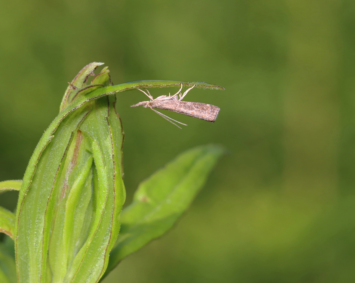 Mottled Grass Veneer - Neodactria luteolellus Habitat: Meadow Geotagged,Mottled Grass-Veneer,Neodactria,Neodactria luteolellus,Summer,United States,moth