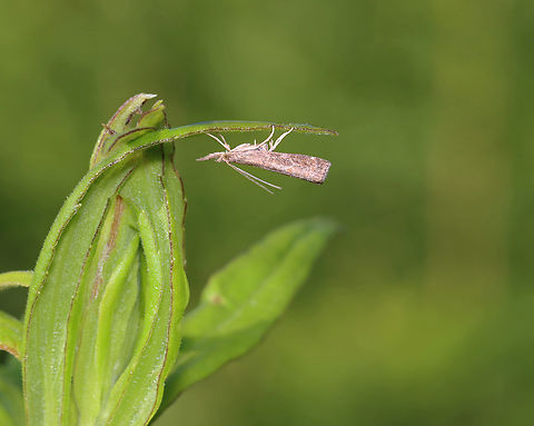 Mottled Grass Veneer - Neodactria luteolellus Habitat: Meadow Geotagged,Mottled Grass-Veneer,Neodactria,Neodactria luteolellus,Summer,United States,moth