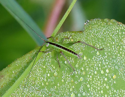 Katydid Nymph - Conocephalus sp. Habitat: Meadow
https://www.jungledragon.com/image/131505/katydid_nymph_-_conocephalus_sp.html Conocephalus,Geotagged,Summer,United States,katydid,katydid nymph