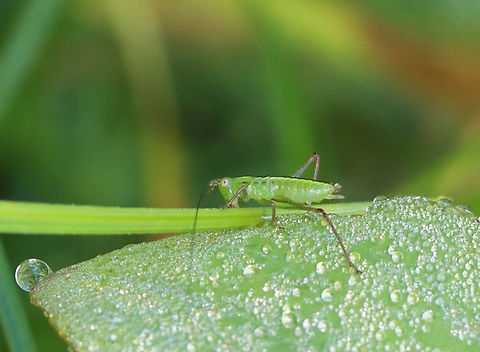 Katydid Nymph - Conocephalus sp. Habitat: Meadow
https://www.jungledragon.com/image/131504/katydid_nymph_-_conocephalus_sp.html Geotagged,Summer,United States