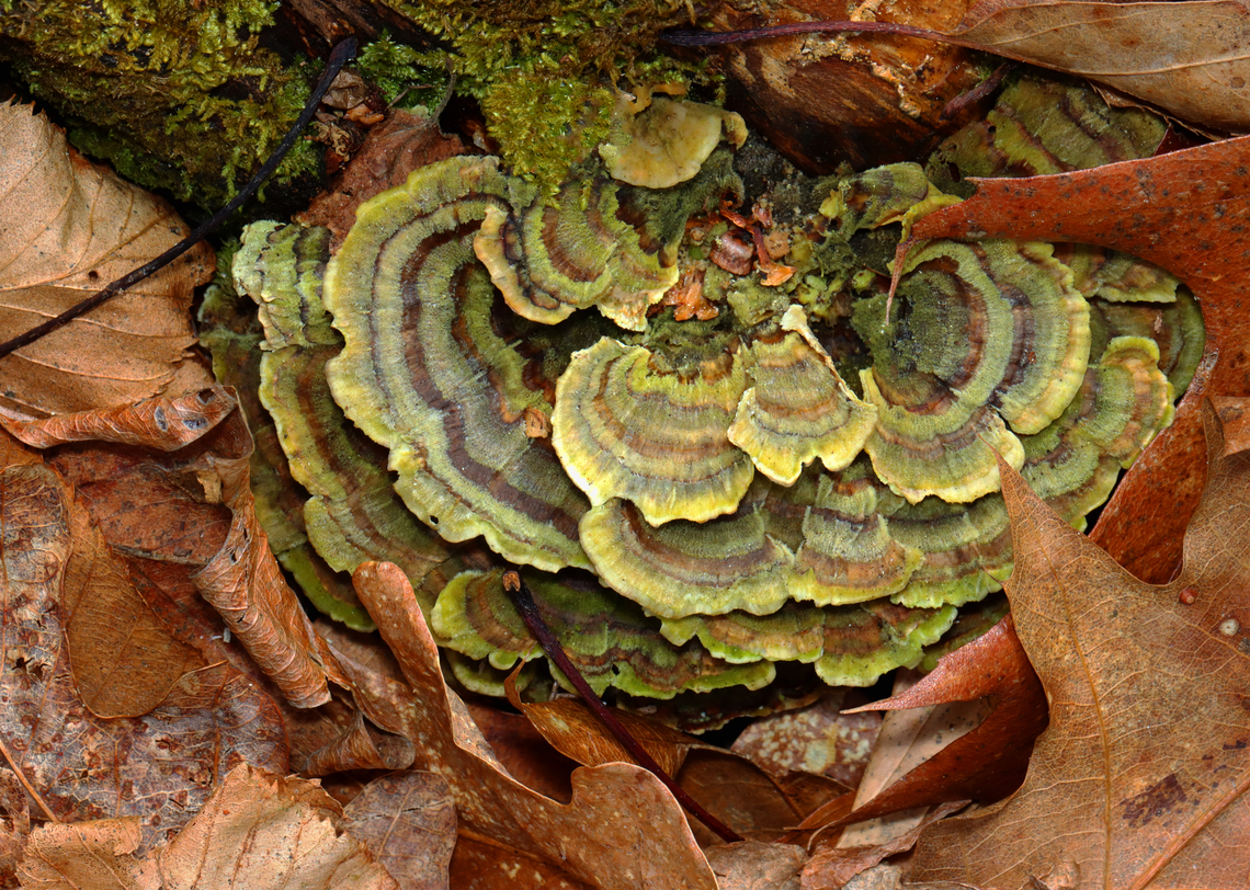 Turkey Tail - Trametes versicolor Habitat: Stump; deciduous forest Geotagged,Trametes,Trametes versicolor,Turkey Tail,United States,Winter,fungi,fungus