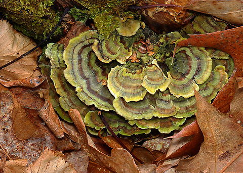 Turkey Tail - Trametes versicolor Habitat: Stump; deciduous forest Geotagged,Trametes,Trametes versicolor,Turkey Tail,United States,Winter,fungi,fungus