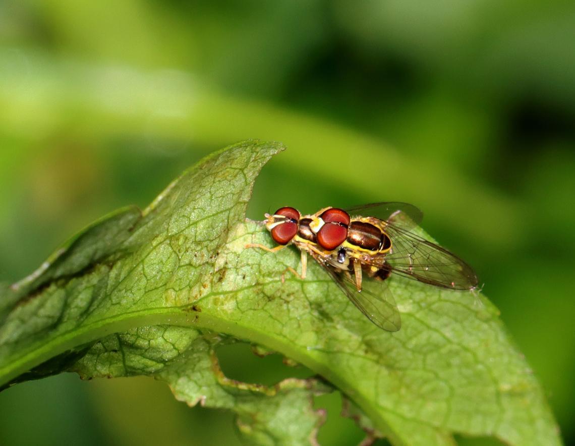 Eastern Calligrapher Flies (Mating) - Toxomerus geminatus Habitat: Meadow Eastern Calligrapher,Geotagged,Summer,Toxomerus,Toxomerus geminatus,United States,diptera,flower fly,fly