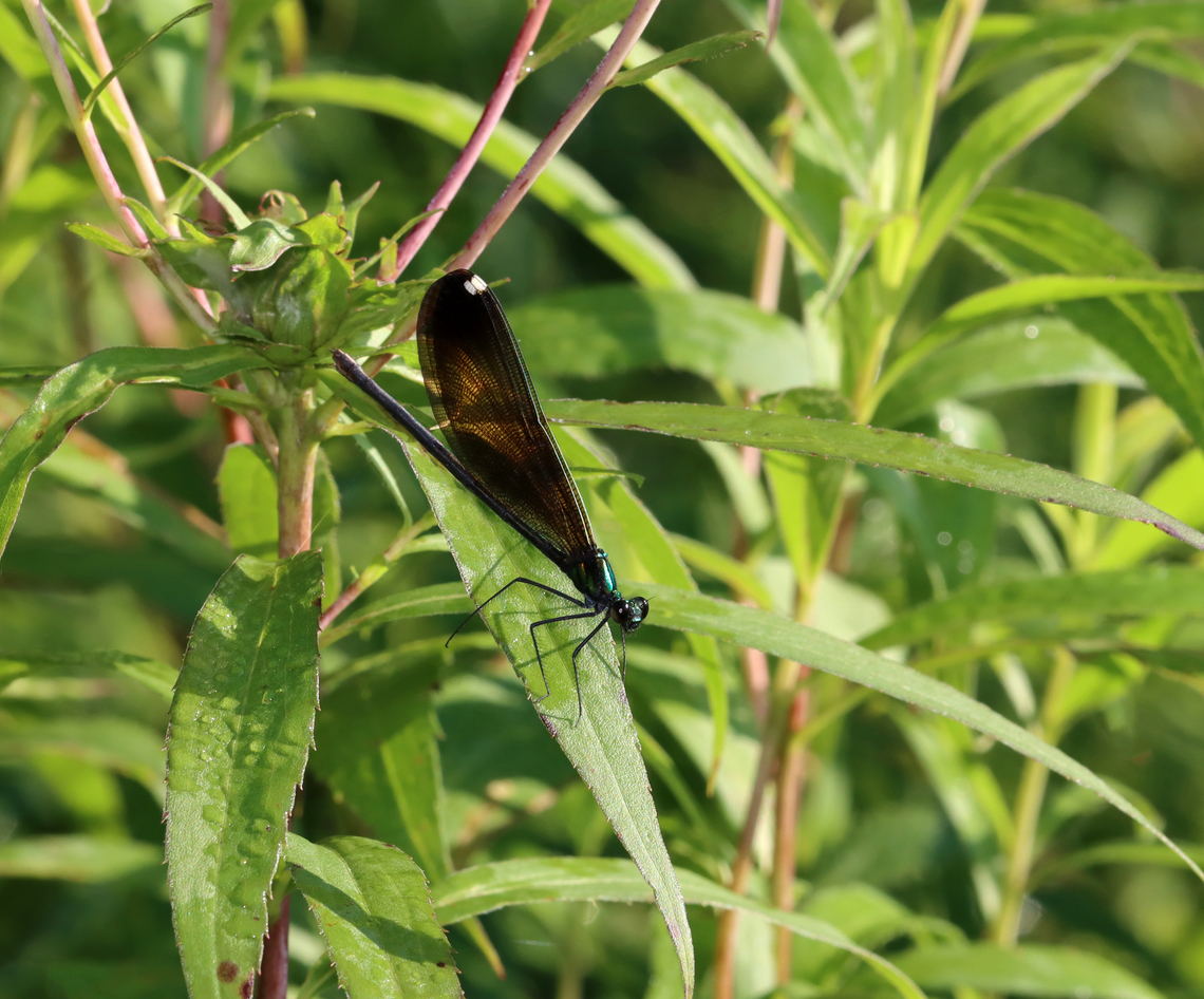 Ebony Jewelwing Damselfly - Calopteryx maculata Habitat: Resting on vegetation next to a stream Calopteryx,Calopteryx maculata,Ebony Jewelwing,Geotagged,Summer,United States,damselfly,odonata