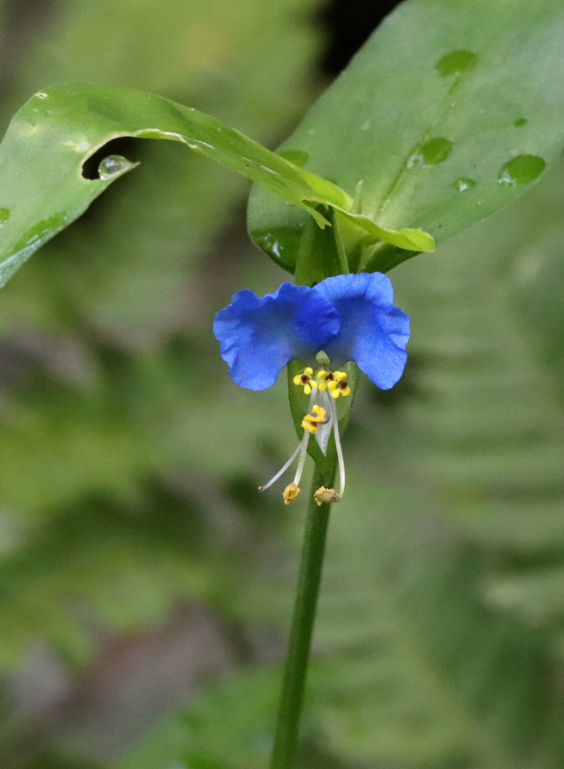 Asiatic Dayflower - Commelina communis Habitat: Growing along a trail; mixed forest Asiatic dayflower,Commelina communis,Geotagged,Summer,United States,commelina
