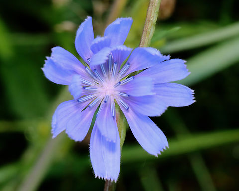 Chicory - Cichorium intybus Habitat: Meadow Cichorium,Cichorium intybus,Common Chicory,Geotagged,Summer,United States,chicory