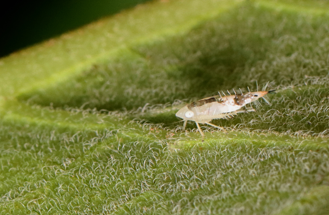 Leafhopper Nymph - Scaphoideus sp. Habitat: On milkweed in a meadow Geotagged,Scaphoideus,Summer,United States,leafhopper,leafhopper nymph,nymph
