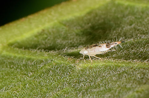 Leafhopper Nymph - Scaphoideus sp. Habitat: On milkweed in a meadow Geotagged,Scaphoideus,Summer,United States,leafhopper,leafhopper nymph,nymph