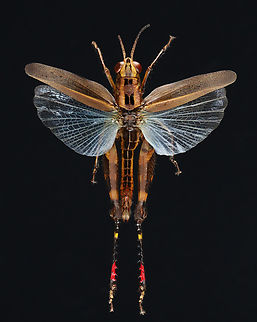 Grasshopper - Family Acrididae This specimen is part of my collection, but isn't labeled. I haven't been able to determine the ID. All I know is that it is from Indonesia.
https://www.jungledragon.com/image/131600/grasshopper_-_family_acrididae.html Geotagged,United States,Winter