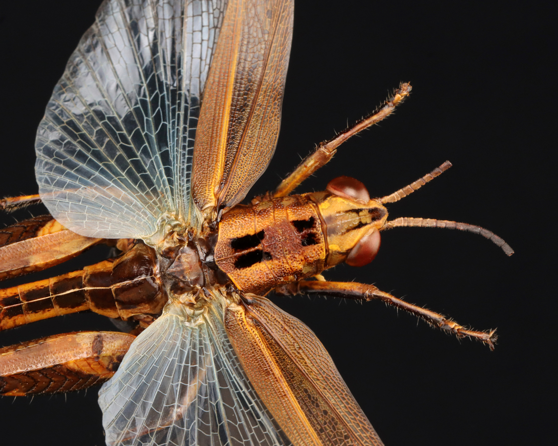 Grasshopper - Family Acrididae This specimen is part of my collection, but isn&#039;t labeled. I haven&#039;t been able to determine the ID. All I know is that it is from Indonesia.<br />
<figure class="photo"><a href="https://www.jungledragon.com/image/131599/grasshopper_-_family_acrididae.html" title="Grasshopper - Family Acrididae"><img src="https://s3.amazonaws.com/media.jungledragon.com/images/3232/131599_thumb.jpg?AWSAccessKeyId=05GMT0V3GWVNE7GGM1R2&Expires=1759968010&Signature=q3HcChmz2KHoZM8En8OaeyUzPMc%3D" width="122" height="152" alt="Grasshopper - Family Acrididae This specimen is part of my collection, but isn&#039;t labeled. I haven&#039;t been able to determine the ID. All I know is that it is from Indonesia.<br />
https://www.jungledragon.com/image/131600/grasshopper_-_family_acrididae.html Geotagged,United States,Winter" /></a></figure> Geotagged,Orthoptera,United States,Winter,acrididae,grasshopper