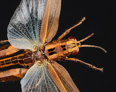 Grasshopper - Family Acrididae This specimen is part of my collection, but isn't labeled. I haven't been able to determine the ID. All I know is that it is from Indonesia.
https://www.jungledragon.com/image/131599/grasshopper_-_family_acrididae.html Geotagged,Orthoptera,United States,Winter,acrididae,grasshopper