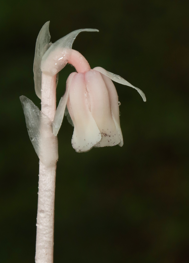 Indian Pipe - Monotropa uniflora I love finding the pink ones <3.<br />
<br />
While Indian Pipe is a flowering plant, it is unusual because it isn't green. Unlike most plants, Indian Pipe is white and doesn't contain chlorophyll. Instead of generating energy from sunlight, it is parasitic - more specifically it's a myco-heterotroph. Myco-heterotrophs get their food by parasitizing fungi. They do this by linking their roots with the mycelia of a fungus from which the plant will then get its nutrients.<br />
<br />
Habitat: Mixed forest Geotagged,Ghost Pipes,Monotropa uniflora,Summer,United States,monotropa