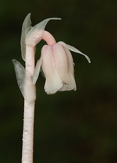 Indian Pipe - Monotropa uniflora I love finding the pink ones <3.

While Indian Pipe is a flowering plant, it is unusual because it isn't green. Unlike most plants, Indian Pipe is white and doesn't contain chlorophyll. Instead of generating energy from sunlight, it is parasitic - more specifically it's a myco-heterotroph. Myco-heterotrophs get their food by parasitizing fungi. They do this by linking their roots with the mycelia of a fungus from which the plant will then get its nutrients.

Habitat: Mixed forest Geotagged,Ghost Pipes,Monotropa uniflora,Summer,United States,monotropa