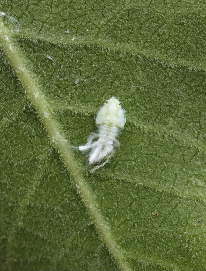 Fulgorid Planthopper Nymph - Family Flatidae, Tribe Nephesini There are a few similar species in the area and I am not able to tell the nymphs apart.<br />
<br />
Habitat: Garden<br />
<figure class="photo"><a href="https://www.jungledragon.com/image/131864/fulgorid_planthopper_nymph_-_family_flatidae_tribe_nephesini.html" title="Fulgorid Planthopper Nymph - Family Flatidae, Tribe Nephesini"><img src="https://s3.amazonaws.com/media.jungledragon.com/images/3232/131864_thumb.jpg?AWSAccessKeyId=05GMT0V3GWVNE7GGM1R2&Expires=1759968010&Signature=%2B%2F8Kc4yEIPH5%2BXF32ZrncvKAkvc%3D" width="116" height="152" alt="Fulgorid Planthopper Nymph - Family Flatidae, Tribe Nephesini There are a few similar species in the area and I am not able to tell the nymphs apart.<br />
<br />
Habitat: Garden<br />
https://www.jungledragon.com/image/131864/fulgorid_planthopper_nymph_-_family_flatidae_tribe_nephesini.html<br />
https://www.jungledragon.com/image/131866/fulgorid_planthopper_nymph_-_family_flatidae_tribe_nephesini.html<br />
https://www.jungledragon.com/image/131865/fulgorid_planthopper_nymph_-_family_flatidae_tribe_nephesini.html Geotagged,Summer,United States" /></a></figure><br />
<figure class="photo"><a href="https://www.jungledragon.com/image/131866/fulgorid_planthopper_nymph_-_family_flatidae_tribe_nephesini.html" title="Fulgorid Planthopper Nymph - Family Flatidae, Tribe Nephesini"><img src="https://s3.amazonaws.com/media.jungledragon.com/images/3232/131866_thumb.jpg?AWSAccessKeyId=05GMT0V3GWVNE7GGM1R2&Expires=1759968010&Signature=9MzOC4C94PgS8K9t3A%2FT3Lcfv00%3D" width="200" height="144" alt="Fulgorid Planthopper Nymph - Family Flatidae, Tribe Nephesini There are a few similar species in the area and I am not able to tell the nymphs apart.<br />
<br />
Habitat: Garden<br />
https://www.jungledragon.com/image/131864/fulgorid_planthopper_nymph_-_family_flatidae_tribe_nephesini.html<br />
https://www.jungledragon.com/image/131866/fulgorid_planthopper_nymph_-_family_flatidae_tribe_nephesini.html<br />
https://www.jungledragon.com/image/131865/fulgorid_planthopper_nymph_-_family_flatidae_tribe_nephesini.html Fulgorid Planthopper,Geotagged,Summer,United States,flatidae,fulgorid planthopper nymph,nephesini,nymph,planthopper nymph" /></a></figure><br />
<figure class="photo"><a href="https://www.jungledragon.com/image/131865/fulgorid_planthopper_nymph_-_family_flatidae_tribe_nephesini.html" title="Fulgorid Planthopper Nymph - Family Flatidae, Tribe Nephesini"><img src="https://s3.amazonaws.com/media.jungledragon.com/images/3232/131865_thumb.jpg?AWSAccessKeyId=05GMT0V3GWVNE7GGM1R2&Expires=1759968010&Signature=Fbh5Ny67YvVKamgzl2uKylHttiI%3D" width="200" height="154" alt="Fulgorid Planthopper Nymph - Family Flatidae, Tribe Nephesini There are a few similar species in the area and I am not able to tell the nymphs apart.<br />
<br />
Habitat: Garden<br />
https://www.jungledragon.com/image/131864/fulgorid_planthopper_nymph_-_family_flatidae_tribe_nephesini.html<br />
https://www.jungledragon.com/image/131866/fulgorid_planthopper_nymph_-_family_flatidae_tribe_nephesini.html<br />
https://www.jungledragon.com/image/131865/fulgorid_planthopper_nymph_-_family_flatidae_tribe_nephesini.html Geotagged,Summer,United States" /></a></figure> Geotagged,Summer,United States