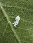 Fulgorid Planthopper Nymph - Family Flatidae, Tribe Nephesini There are a few similar species in the area and I am not able to tell the nymphs apart.<br />
<br />
Habitat: Garden<br />
https://www.jungledragon.com/image/131864/fulgorid_planthopper_nymph_-_family_flatidae_tribe_nephesini.html<br />
https://www.jungledragon.com/image/131866/fulgorid_planthopper_nymph_-_family_flatidae_tribe_nephesini.html<br />
https://www.jungledragon.com/image/131865/fulgorid_planthopper_nymph_-_family_flatidae_tribe_nephesini.html Geotagged,Summer,United States