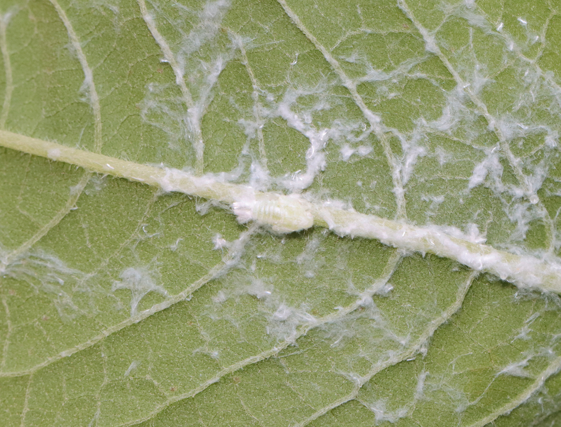 Fulgorid Planthopper Nymph - Family Flatidae, Tribe Nephesini There are a few similar species in the area and I am not able to tell the nymphs apart.<br />
<br />
Habitat: Garden<br />
<figure class="photo"><a href="https://www.jungledragon.com/image/131864/fulgorid_planthopper_nymph_-_family_flatidae_tribe_nephesini.html" title="Fulgorid Planthopper Nymph - Family Flatidae, Tribe Nephesini"><img src="https://s3.amazonaws.com/media.jungledragon.com/images/3232/131864_thumb.jpg?AWSAccessKeyId=05GMT0V3GWVNE7GGM1R2&Expires=1765411210&Signature=uCec8yXyMg50sJ%2FwSUEYPmUS%2BTU%3D" width="116" height="152" alt="Fulgorid Planthopper Nymph - Family Flatidae, Tribe Nephesini There are a few similar species in the area and I am not able to tell the nymphs apart.<br />
<br />
Habitat: Garden<br />
https://www.jungledragon.com/image/131864/fulgorid_planthopper_nymph_-_family_flatidae_tribe_nephesini.html<br />
https://www.jungledragon.com/image/131866/fulgorid_planthopper_nymph_-_family_flatidae_tribe_nephesini.html<br />
https://www.jungledragon.com/image/131865/fulgorid_planthopper_nymph_-_family_flatidae_tribe_nephesini.html Geotagged,Summer,United States" /></a></figure><br />
<figure class="photo"><a href="https://www.jungledragon.com/image/131866/fulgorid_planthopper_nymph_-_family_flatidae_tribe_nephesini.html" title="Fulgorid Planthopper Nymph - Family Flatidae, Tribe Nephesini"><img src="https://s3.amazonaws.com/media.jungledragon.com/images/3232/131866_thumb.jpg?AWSAccessKeyId=05GMT0V3GWVNE7GGM1R2&Expires=1765411210&Signature=zQw2T6kEZfQewe5R0eFM%2FVN%2BU9s%3D" width="200" height="144" alt="Fulgorid Planthopper Nymph - Family Flatidae, Tribe Nephesini There are a few similar species in the area and I am not able to tell the nymphs apart.<br />
<br />
Habitat: Garden<br />
https://www.jungledragon.com/image/131864/fulgorid_planthopper_nymph_-_family_flatidae_tribe_nephesini.html<br />
https://www.jungledragon.com/image/131866/fulgorid_planthopper_nymph_-_family_flatidae_tribe_nephesini.html<br />
https://www.jungledragon.com/image/131865/fulgorid_planthopper_nymph_-_family_flatidae_tribe_nephesini.html Fulgorid Planthopper,Geotagged,Summer,United States,flatidae,fulgorid planthopper nymph,nephesini,nymph,planthopper nymph" /></a></figure><br />
<figure class="photo"><a href="https://www.jungledragon.com/image/131865/fulgorid_planthopper_nymph_-_family_flatidae_tribe_nephesini.html" title="Fulgorid Planthopper Nymph - Family Flatidae, Tribe Nephesini"><img src="https://s3.amazonaws.com/media.jungledragon.com/images/3232/131865_thumb.jpg?AWSAccessKeyId=05GMT0V3GWVNE7GGM1R2&Expires=1765411210&Signature=DifAJV025ZVA%2BSUyjq8eh3J7aCA%3D" width="200" height="154" alt="Fulgorid Planthopper Nymph - Family Flatidae, Tribe Nephesini There are a few similar species in the area and I am not able to tell the nymphs apart.<br />
<br />
Habitat: Garden<br />
https://www.jungledragon.com/image/131864/fulgorid_planthopper_nymph_-_family_flatidae_tribe_nephesini.html<br />
https://www.jungledragon.com/image/131866/fulgorid_planthopper_nymph_-_family_flatidae_tribe_nephesini.html<br />
https://www.jungledragon.com/image/131865/fulgorid_planthopper_nymph_-_family_flatidae_tribe_nephesini.html Geotagged,Summer,United States" /></a></figure> Geotagged,Summer,United States