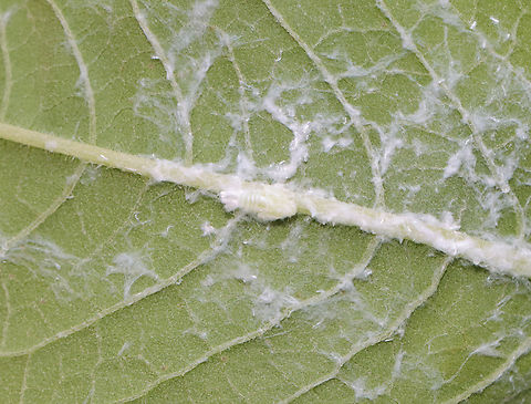 Fulgorid Planthopper Nymph - Family Flatidae, Tribe Nephesini There are a few similar species in the area and I am not able to tell the nymphs apart.

Habitat: Garden
https://www.jungledragon.com/image/131864/fulgorid_planthopper_nymph_-_family_flatidae_tribe_nephesini.html
https://www.jungledragon.com/image/131866/fulgorid_planthopper_nymph_-_family_flatidae_tribe_nephesini.html
https://www.jungledragon.com/image/131865/fulgorid_planthopper_nymph_-_family_flatidae_tribe_nephesini.html Geotagged,Summer,United States