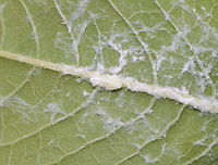 Fulgorid Planthopper Nymph - Family Flatidae, Tribe Nephesini There are a few similar species in the area and I am not able to tell the nymphs apart.<br />
<br />
Habitat: Garden<br />
https://www.jungledragon.com/image/131864/fulgorid_planthopper_nymph_-_family_flatidae_tribe_nephesini.html<br />
https://www.jungledragon.com/image/131866/fulgorid_planthopper_nymph_-_family_flatidae_tribe_nephesini.html<br />
https://www.jungledragon.com/image/131865/fulgorid_planthopper_nymph_-_family_flatidae_tribe_nephesini.html Geotagged,Summer,United States