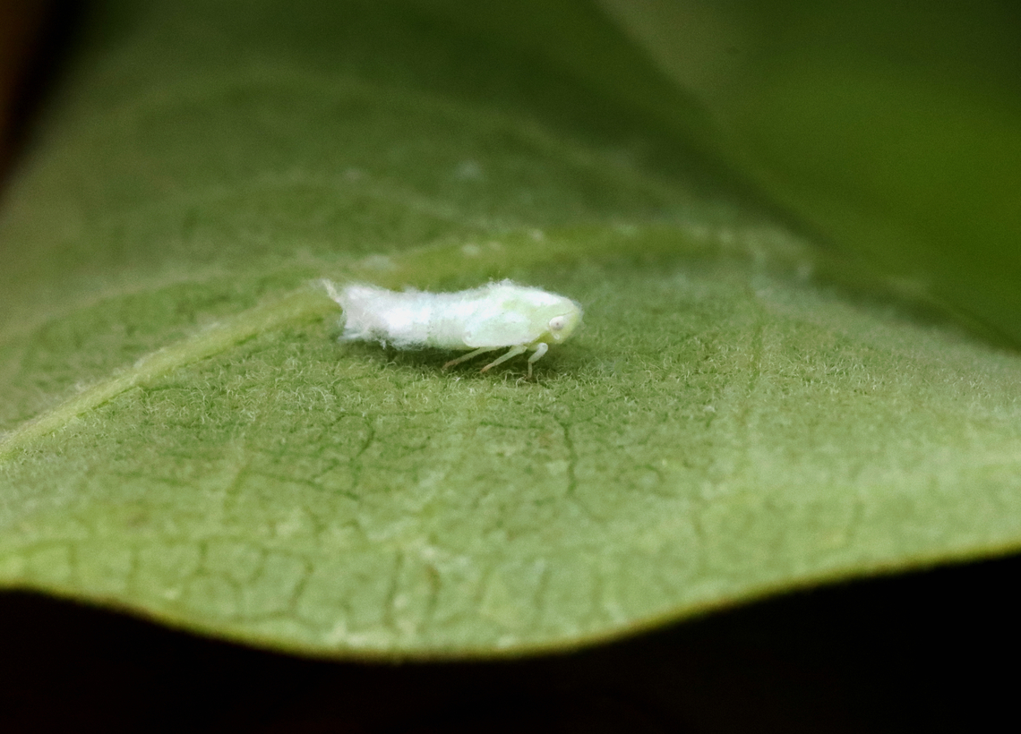 Fulgorid Planthopper Nymph - Family Flatidae, Tribe Nephesini There are a few similar species in the area and I am not able to tell the nymphs apart.<br />
<br />
Habitat: Garden<br />
<figure class="photo"><a href="https://www.jungledragon.com/image/131864/fulgorid_planthopper_nymph_-_family_flatidae_tribe_nephesini.html" title="Fulgorid Planthopper Nymph - Family Flatidae, Tribe Nephesini"><img src="https://s3.amazonaws.com/media.jungledragon.com/images/3232/131864_thumb.jpg?AWSAccessKeyId=05GMT0V3GWVNE7GGM1R2&Expires=1769040010&Signature=PCSC2J5uQSyYFqrl4JPX0JbDYDw%3D" width="116" height="152" alt="Fulgorid Planthopper Nymph - Family Flatidae, Tribe Nephesini There are a few similar species in the area and I am not able to tell the nymphs apart.<br />
<br />
Habitat: Garden<br />
https://www.jungledragon.com/image/131864/fulgorid_planthopper_nymph_-_family_flatidae_tribe_nephesini.html<br />
https://www.jungledragon.com/image/131866/fulgorid_planthopper_nymph_-_family_flatidae_tribe_nephesini.html<br />
https://www.jungledragon.com/image/131865/fulgorid_planthopper_nymph_-_family_flatidae_tribe_nephesini.html Geotagged,Summer,United States" /></a></figure><br />
<figure class="photo"><a href="https://www.jungledragon.com/image/131866/fulgorid_planthopper_nymph_-_family_flatidae_tribe_nephesini.html" title="Fulgorid Planthopper Nymph - Family Flatidae, Tribe Nephesini"><img src="https://s3.amazonaws.com/media.jungledragon.com/images/3232/131866_thumb.jpg?AWSAccessKeyId=05GMT0V3GWVNE7GGM1R2&Expires=1769040010&Signature=PXOC0tgTlO8WsRe4pFRfNbSYh2U%3D" width="200" height="144" alt="Fulgorid Planthopper Nymph - Family Flatidae, Tribe Nephesini There are a few similar species in the area and I am not able to tell the nymphs apart.<br />
<br />
Habitat: Garden<br />
https://www.jungledragon.com/image/131864/fulgorid_planthopper_nymph_-_family_flatidae_tribe_nephesini.html<br />
https://www.jungledragon.com/image/131866/fulgorid_planthopper_nymph_-_family_flatidae_tribe_nephesini.html<br />
https://www.jungledragon.com/image/131865/fulgorid_planthopper_nymph_-_family_flatidae_tribe_nephesini.html Fulgorid Planthopper,Geotagged,Summer,United States,flatidae,fulgorid planthopper nymph,nephesini,nymph,planthopper nymph" /></a></figure><br />
<figure class="photo"><a href="https://www.jungledragon.com/image/131865/fulgorid_planthopper_nymph_-_family_flatidae_tribe_nephesini.html" title="Fulgorid Planthopper Nymph - Family Flatidae, Tribe Nephesini"><img src="https://s3.amazonaws.com/media.jungledragon.com/images/3232/131865_thumb.jpg?AWSAccessKeyId=05GMT0V3GWVNE7GGM1R2&Expires=1769040010&Signature=Mzn0ykDfC4vpmReEIHzOaUYhkqw%3D" width="200" height="154" alt="Fulgorid Planthopper Nymph - Family Flatidae, Tribe Nephesini There are a few similar species in the area and I am not able to tell the nymphs apart.<br />
<br />
Habitat: Garden<br />
https://www.jungledragon.com/image/131864/fulgorid_planthopper_nymph_-_family_flatidae_tribe_nephesini.html<br />
https://www.jungledragon.com/image/131866/fulgorid_planthopper_nymph_-_family_flatidae_tribe_nephesini.html<br />
https://www.jungledragon.com/image/131865/fulgorid_planthopper_nymph_-_family_flatidae_tribe_nephesini.html Geotagged,Summer,United States" /></a></figure> Fulgorid Planthopper,Geotagged,Summer,United States,flatidae,fulgorid planthopper nymph,nephesini,nymph,planthopper nymph