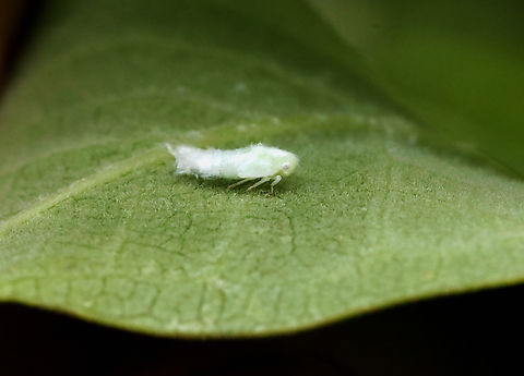 Fulgorid Planthopper Nymph - Family Flatidae, Tribe Nephesini There are a few similar species in the area and I am not able to tell the nymphs apart.
Habitat: Garden
https://www.jungledragon.com/image/131864/fulgorid_planthopper_nymph_-_family_flatidae_tribe_nephesini.html
https://www.jungledragon.com/image/131866/fulgorid_planthopper_nymph_-_family_flatidae_tribe_nephesini.html
https://www.jungledragon.com/image/131865/fulgorid_planthopper_nymph_-_family_flatidae_tribe_nephesini.html Fulgorid Planthopper,Geotagged,Summer,United States,flatidae,fulgorid planthopper nymph,nephesini,nymph,planthopper nymph