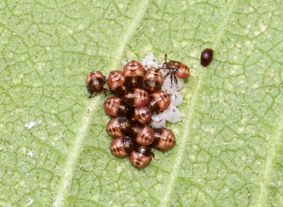 Stink Bug Nymphs - Euschistus tristigmus Newly hatched first instar nymphs still clustered around their eggs. I don&#039;t know what the brown thing on the leaf vein (to the right) is.<br />
<br />
Habitat: Garden Euschistus tristigmus,Geotagged,Summer,United States,nymph,stink bug nymphs