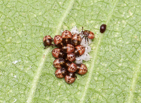 Stink Bug Nymphs - Euschistus tristigmus Newly hatched first instar nymphs still clustered around their eggs. I don't know what the brown thing on the leaf vein (to the right) is.

Habitat: Garden Euschistus tristigmus,Geotagged,Summer,United States,nymph,stink bug nymphs