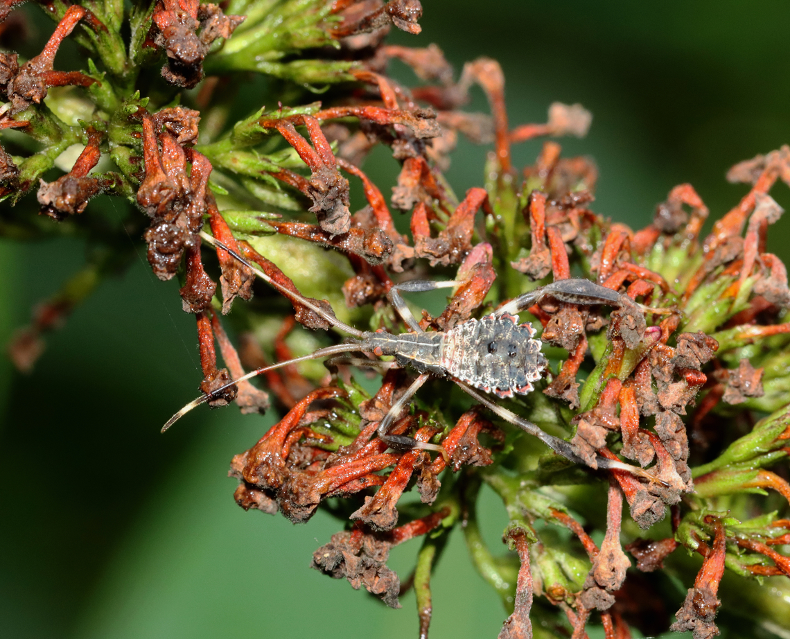 Leaf-footed Bug Nymph - Acanthocephala terminalis Habitat: Garden Acanthocephala,Acanthocephala terminalis,Geotagged,Leaf-footed bug,Summer,United States,nymph