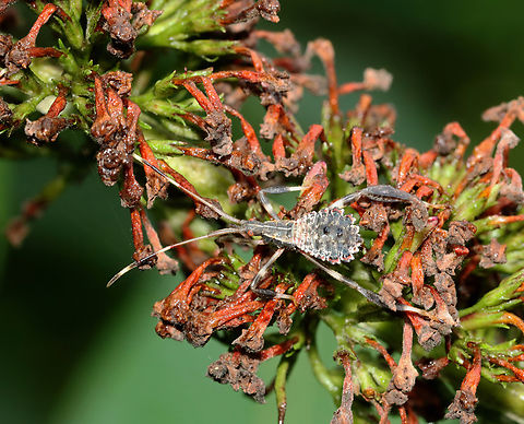 Leaf-footed Bug Nymph - Acanthocephala terminalis Habitat: Garden Acanthocephala,Acanthocephala terminalis,Geotagged,Leaf-footed bug,Summer,United States,nymph